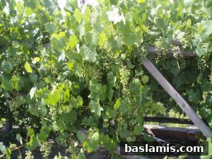 Başlamış Köyü Fotoğrafı 4
