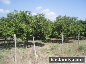 Başlamış Köyü Fotoğrafı 9