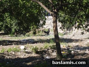 Başlamış Köyü Fotoğrafı 13