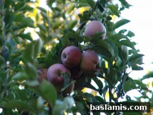 Başlamış Köyü Fotoğrafı 63
