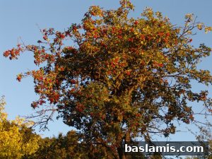 Başlamış Köyü Fotoğrafı 64