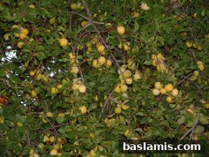 Başlamış Köyü Fotoğrafı 66