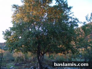 Başlamış Köyü Fotoğrafı 67
