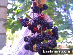 Başlamış Köyü Fotoğrafı 72