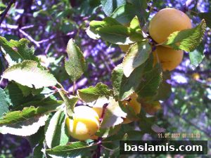 Başlamış Köyü Fotoğrafı 76