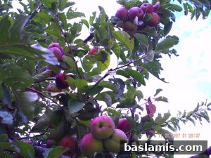 Başlamış Köyü Fotoğrafı 77