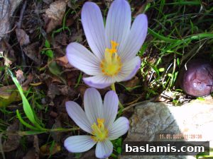 Başlamış Köyü Fotoğrafı 78