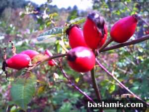 Başlamış Köyü Fotoğrafı 80