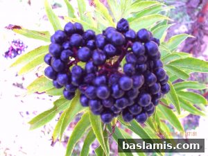Başlamış Köyü Fotoğrafı 81
