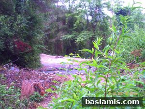 Başlamış Köyü Fotoğrafı 132