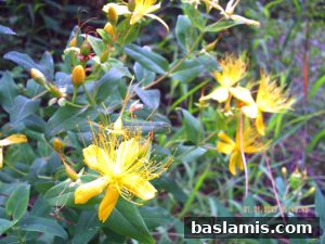 Başlamış Köyü Fotoğrafı 133