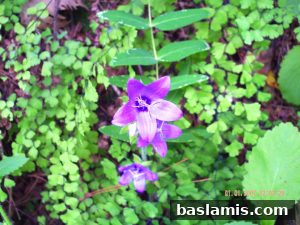 Başlamış Köyü Fotoğrafı 134