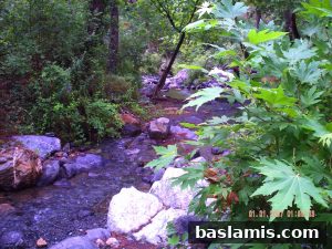 Başlamış Köyü Fotoğrafı 139