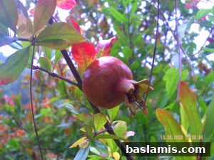 Başlamış Köyü Fotoğrafı 143
