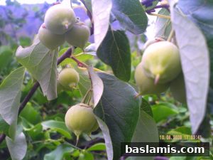 Başlamış Köyü Fotoğrafı 144