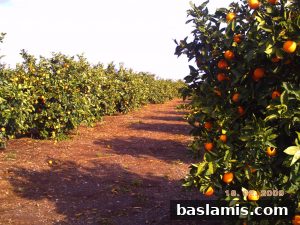 Başlamış Köyü Fotoğrafı 146