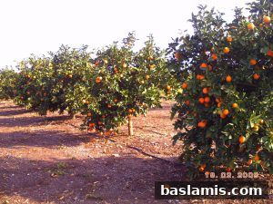 Başlamış Köyü Fotoğrafı 147