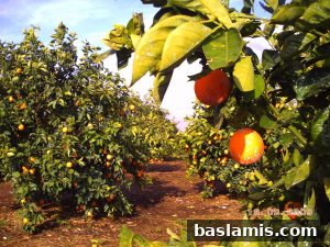 Başlamış Köyü Fotoğrafı 148