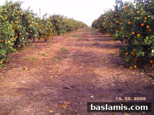 Başlamış Köyü Fotoğrafı 149