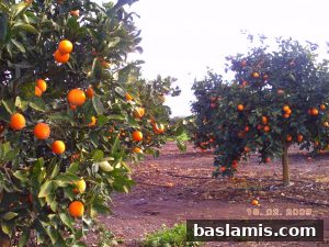 Başlamış Köyü Fotoğrafı 150