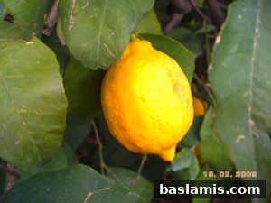 Başlamış Köyü Fotoğrafı 152