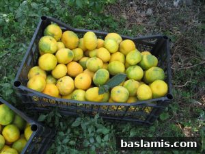 Başlamış Köyü Fotoğrafı 153