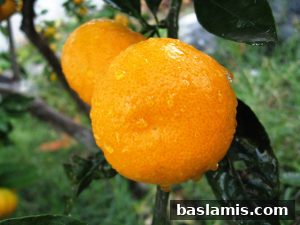 Başlamış Köyü Fotoğrafı 154