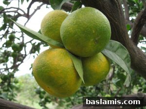 Başlamış Köyü Fotoğrafı 155