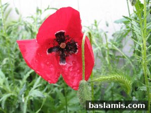 Başlamış Köyü Fotoğrafı 172