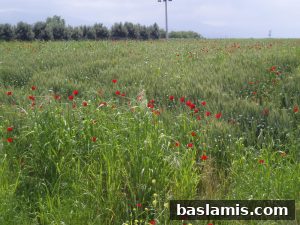 Başlamış Köyü Fotoğrafı 175