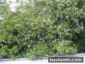 Başlamış Köyü Fotoğrafı 176